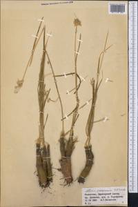 Allium oreoprasum Schrenk, Middle Asia, Dzungarian Alatau & Tarbagatai (M5) (Kazakhstan)