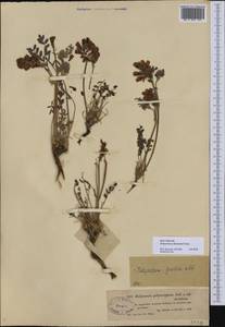 Hedysarum schellianum Knjaz., Middle Asia, Muyunkumy, Balkhash & Betpak-Dala (M9) (Kazakhstan)