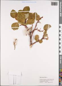 Salix arctica Pall., Siberia, Russian Far East (S6) (Russia)