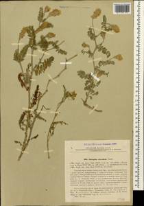 Astragalus circassicus Grossh., Caucasus, Black Sea Shore (from Novorossiysk to Adler) (K3) (Russia)