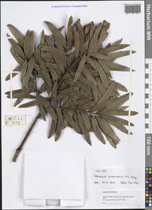 Podocarpus neriifolius var. neriifolius, South Asia, South Asia (Asia outside ex-Soviet states and Mongolia) (ASIA) (Vietnam)