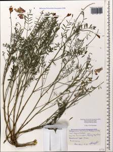 Hedysarum tauricum Willd., Caucasus, Black Sea Shore (from Novorossiysk to Adler) (K3) (Russia)