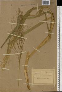 Glyceria arundinacea Kunth, Eastern Europe, Rostov Oblast (E12a) (Russia)