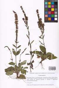 Veronica spicata L., Eastern Europe, Moscow region (E4a) (Russia)