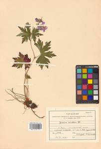 Geranium erianthum DC., Siberia, Russian Far East (S6) (Russia)