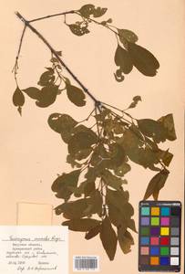 Euonymus maackii Rupr., Siberia, Russian Far East (S6) (Russia)