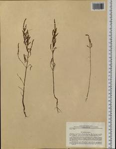 Salicornia europaea (Moss) Lambinon & Vanderp., Siberia, Russian Far East (S6) (Russia)