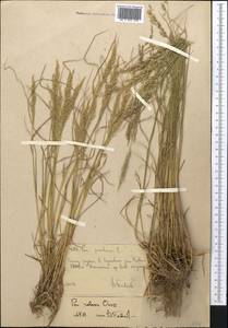 Poa versicolor Besser, Middle Asia, Western Tian Shan & Karatau (M3) (Uzbekistan)