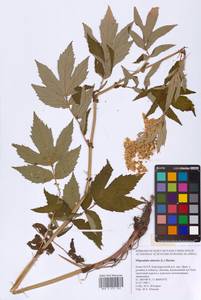 Filipendula ulmaria (L.) Maxim., Eastern Europe, Northern region (E1) (Russia)