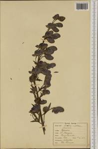 Aconitum napellus, Eastern Europe, North-Western region (E2) (Russia)