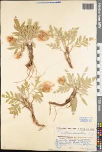 Psephellus marschallianus (Spreng.) K. Koch, Eastern Europe, North Ukrainian region (E11) (Ukraine)