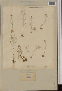 Arabidopsis thaliana (L.) Heynh., Western Europe (EUR) (Italy)