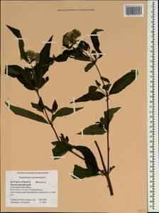 Eupatorium cannabinum L., Caucasus, Black Sea Shore (from Novorossiysk to Adler) (K3) (Russia)