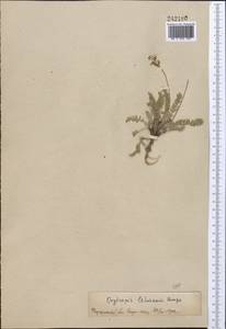 Oxytropis lehmanni Bunge, Middle Asia, Pamir & Pamiro-Alai (M2)