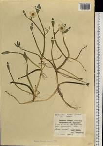 Coptidium pallasii (Schltdl.) A. & D. Löve, Siberia, Western Siberia (S1) (Russia)