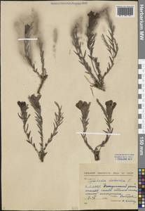 Cymbaria daurica L., Siberia, Baikal & Transbaikal region (S4) (Russia)