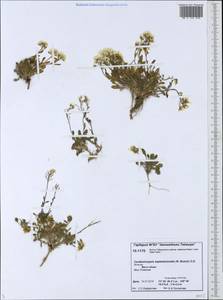 Arabidopsis septentrionalis (N. Busch) D. A. German, Siberia, Central Siberia (S3) (Russia)