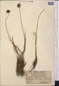 Allium scabriscapum Boiss., Middle Asia, Western Tian Shan & Karatau (M3) (Kazakhstan)
