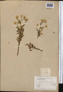 Tanacetum parthenium (L.) Sch. Bip., Middle Asia, Kopet Dag, Badkhyz, Small & Great Balkhan (M1) (Turkmenistan)