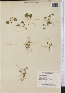 Viola palustris L., America (AMER) (Canada)