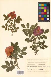 Rosa davurica × rugosa, Siberia, Russian Far East (S6) (Russia)