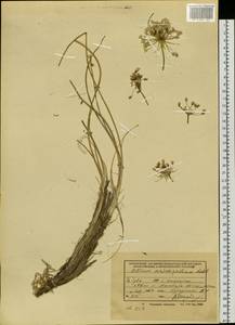 Allium anisopodium Ledeb., Siberia, Altai & Sayany Mountains (S2) (Russia)