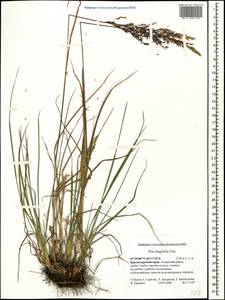 Poa longifolia Trin., Caucasus, Krasnodar Krai & Adygea (K1a) (Russia)