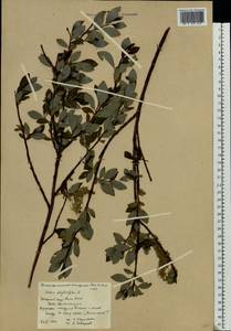 Salix phylicifolia L., Eastern Europe, Northern region (E1) (Russia)