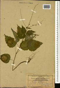 Circaea lutetiana L., Caucasus, Azerbaijan (K6) (Azerbaijan)