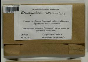 Aquilonium adscendens (Lindb.) Hedenäs, Schlesak & D. Quandt, Bryophytes, Bryophytes - Chukotka & Kamchatka (B21) (Russia)