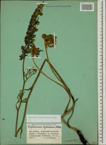 Delphinium schmalhausenii Albov, Caucasus, Stavropol Krai, Karachay-Cherkessia & Kabardino-Balkaria (K1b) (Russia)