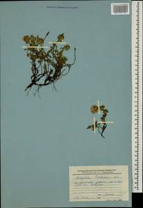 Ziziphora puschkinii Adams, Caucasus, Stavropol Krai, Karachay-Cherkessia & Kabardino-Balkaria (K1b) (Russia)