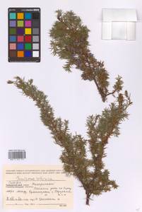 Juniperus communis var. saxatilis Pall., Siberia, Russian Far East (S6) (Russia)