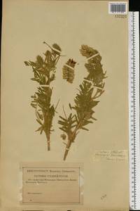 Oxytropis pilosa (L.)DC., Eastern Europe, Volga-Kama region (E7) (Russia)