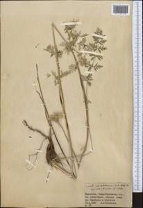 Libanotis schrenkiana C. A. Mey. ex Schischk., Middle Asia, Dzungarian Alatau & Tarbagatai (M5) (Kazakhstan)