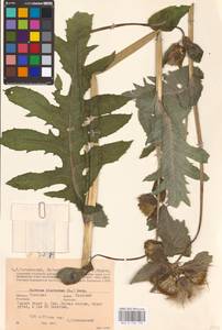 Cirsium oleraceum (L.) Scop., Eastern Europe, Central region (E4) (Russia)