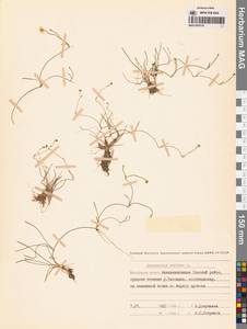 Ranunculus reptans L., Siberia, Chukotka & Kamchatka (S7) (Russia)