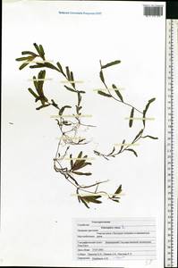 Potamogeton crispus L., Eastern Europe, Eastern region (E10) (Russia)