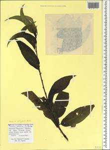 Prunus persica (L.) Stokes, Caucasus, Stavropol Krai, Karachay-Cherkessia & Kabardino-Balkaria (K1b) (Russia)