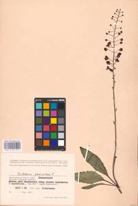 MHA 0 159 101, Verbascum phoeniceum L., Eastern Europe, Lower Volga region (E9) (Russia)