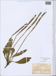 Plantago, Siberia, Altai & Sayany Mountains (S2) (Russia)