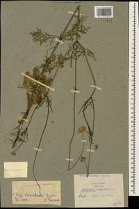 Scabiosa bipinnata C. Koch, Caucasus, Armenia (K5) (Armenia)