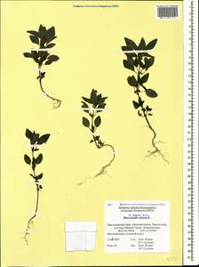 Mercurialis annua L., Caucasus, Krasnodar Krai & Adygea (K1a) (Russia)