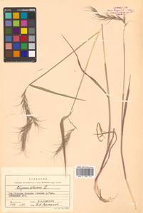 Elymus sibiricus L., Siberia, Russian Far East (S6) (Russia)