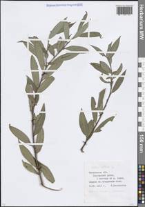 Salix alba L., Eastern Europe, Moscow region (E4a) (Russia)