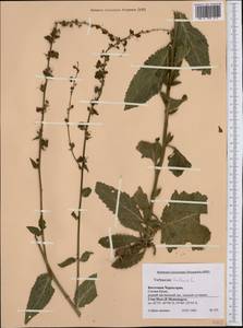 Verbascum blattaria L., Western Europe (EUR) (Montenegro)