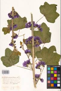 Malva sylvestris var. mauritiana (L.) Boiss., Eastern Europe, Moscow region (E4a) (Russia)