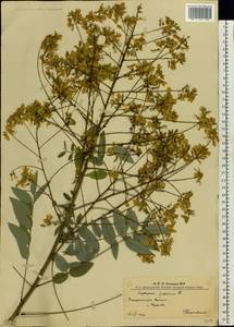 Styphnolobium japonicum (L.)Schott, Eastern Europe, West Ukrainian region (E13) (Ukraine)