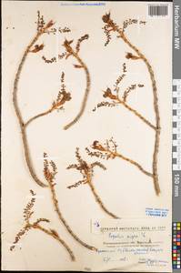 Populus nigra L., Eastern Europe, North Ukrainian region (E11) (Ukraine)