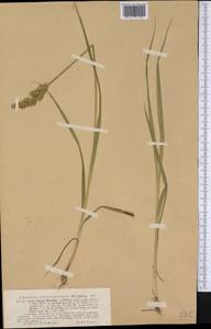 Carex stipata Muhl. ex Willd., America (AMER) (United States)